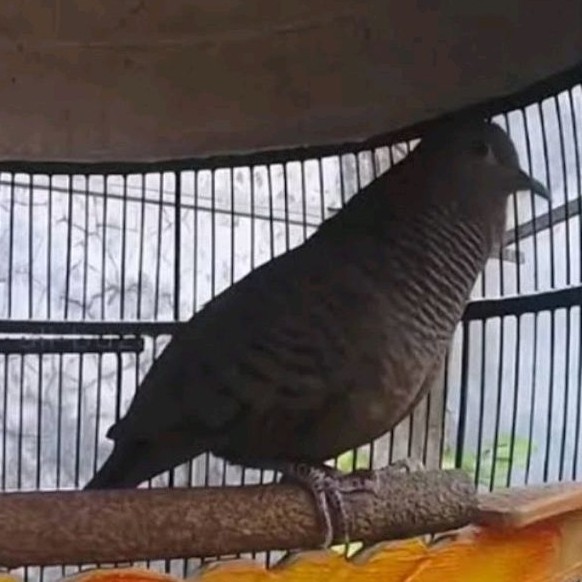 PERKUTUT CEMANI JANTAN MULUS