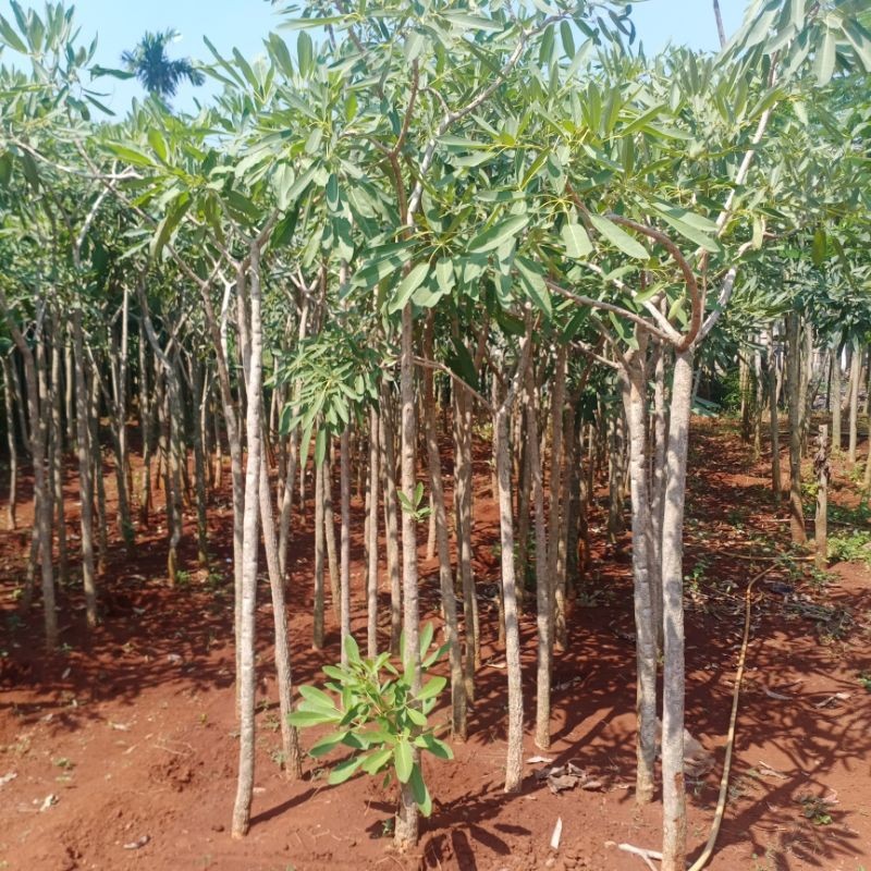 PROMO Pohon tabebuya bunga kuning tinggi 2 meter / Tanaman Hias Tabebuya bunga kuning Tinggi 2,5 Met