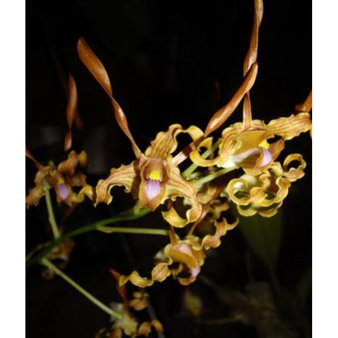 MURAH Dendrobium Tangerinum