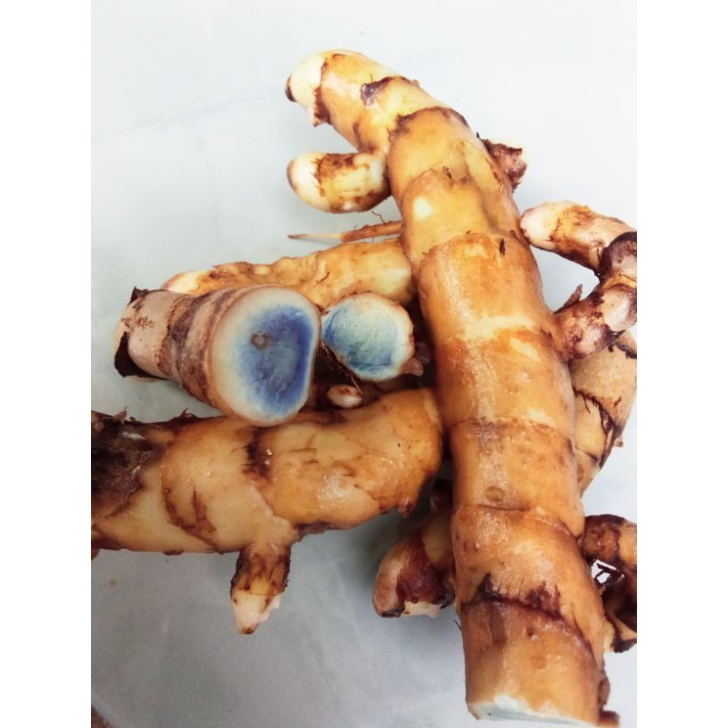 

Temu ireng / kunyit ireng / koneng hideung segar 1 kg super