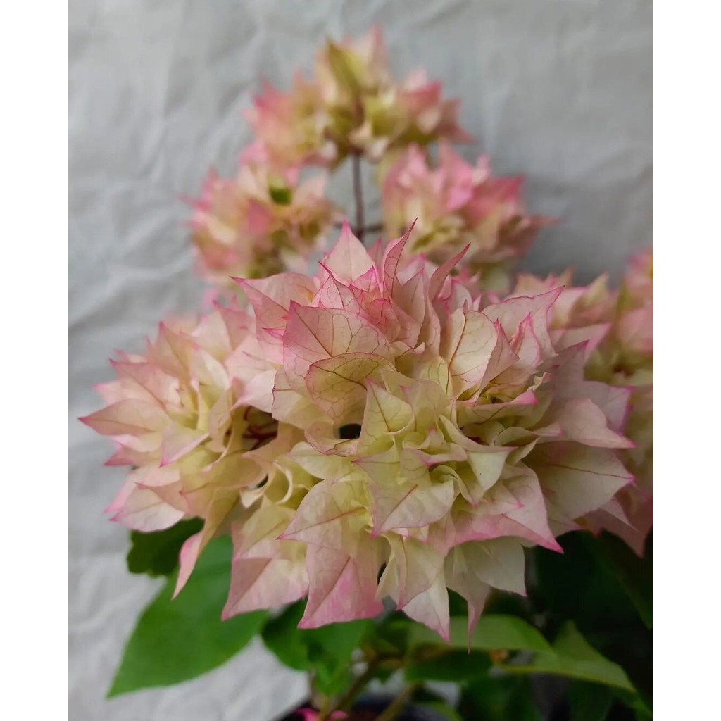 BIBIT TANAMAN HIAS BUGENVIL BUNGA KERTAS // BOUGENVILLE HAWAI CHERRY BLOSSOM