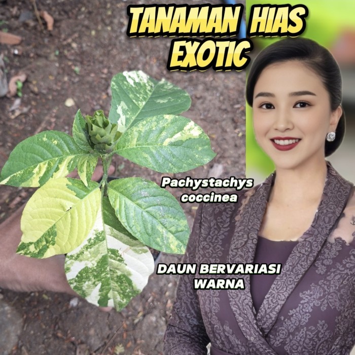 Pachystachys coccinea tanaman hias varigata tanaman hias hidup exotic pohon hidup hias bagus untuk k