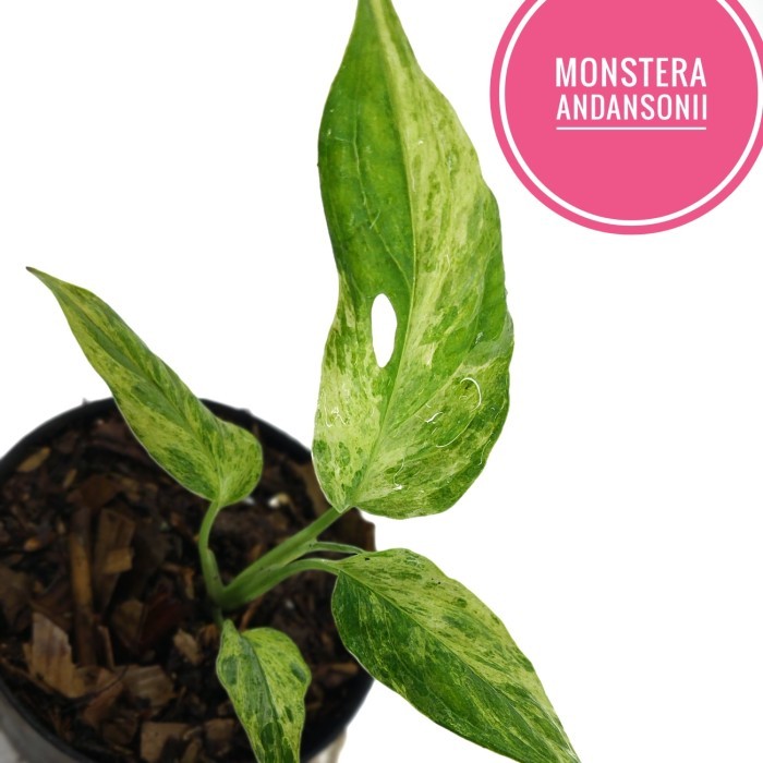 janda bolong variegata