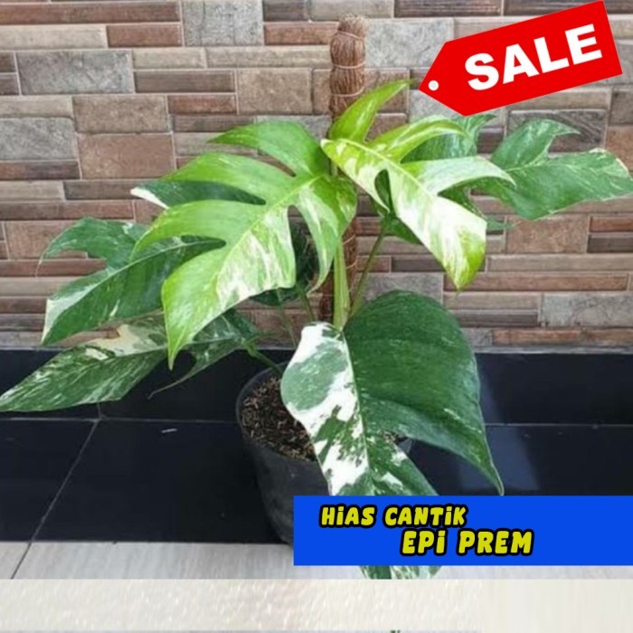 epipremnum pinnatum variegata albo