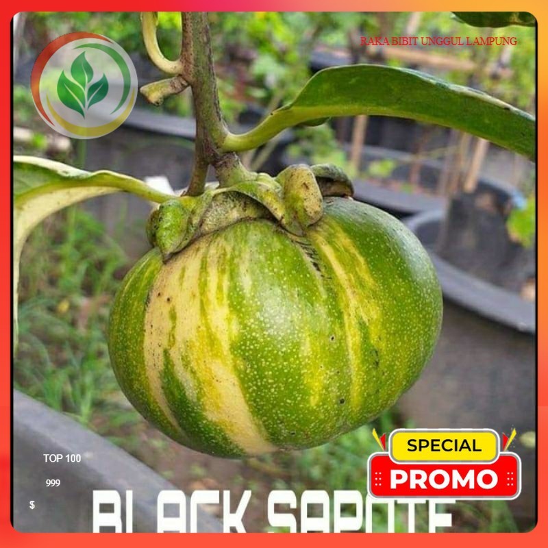 Tinggi 100 Cm Up. Bibit Black Sapote Varigata. Asli Tanaman Okulasi Cepat Berbuah Lebat...