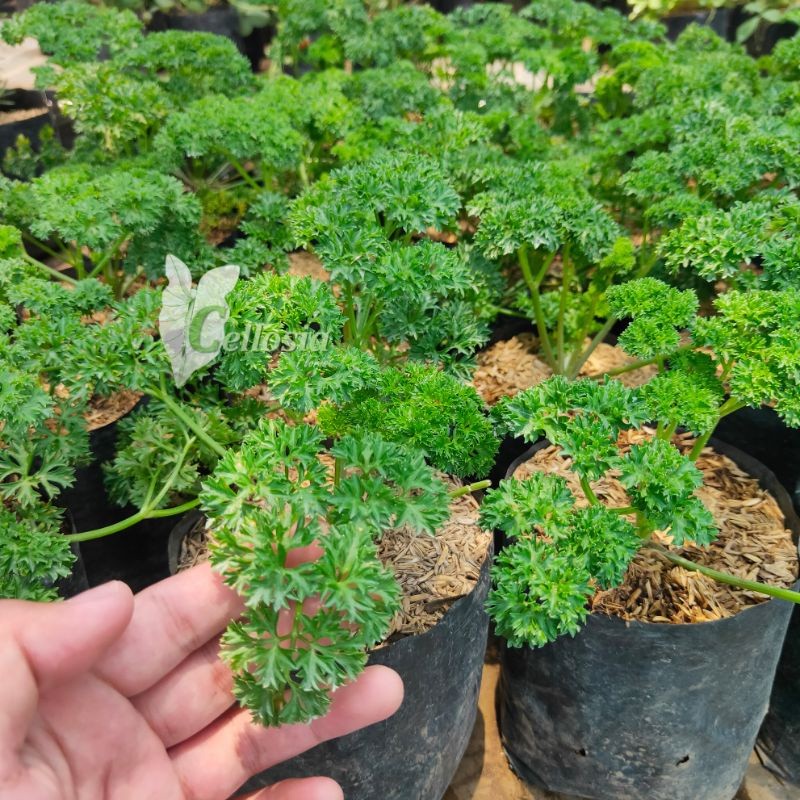 Tanaman Sayur Peterseli/parsley (petroselinum crispum)  Pohon Hidup - TitipBibit