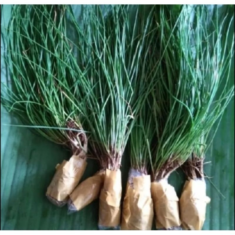 BIBIT KUCAI SAYUR SIAP TANAM PER PCS (Aqis Organik) (Aqis Organik)