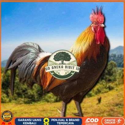 

telur tetas ayam shamo super UD ANEKA BIBIT ID