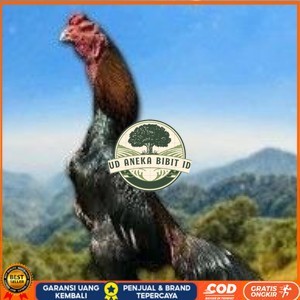telur tetas ayam shamo hitam merah UD ANEKA BIBIT ID