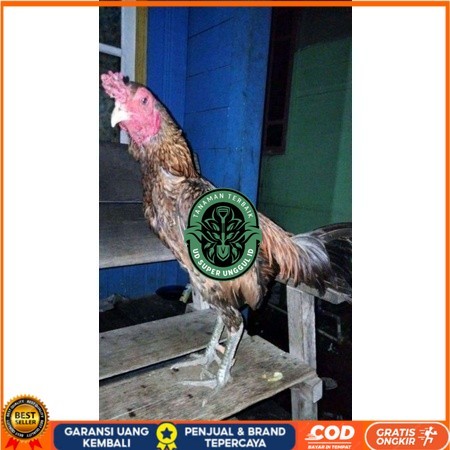 

ayam bulbi tampar tampar telur fertill terbaru original berkualitas UD_SUPER_UNGGUL_ID