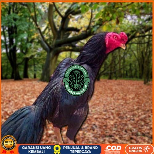 

Telur Ayam Pakhoy Line Mane Vertil Siap Di Tetaskan Jaminan Super Oiginal Bergaransi UD_SUPER_UNGGUL_ID