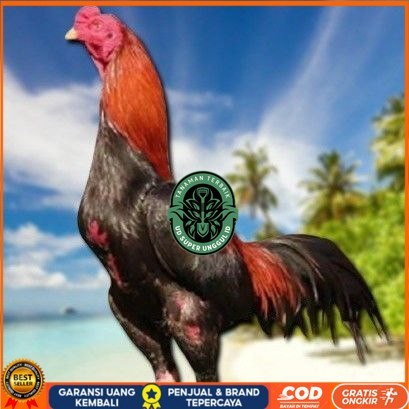 

telur ayam bangkok original bisa untuk di tetaskan UD_SUPER_UNGGUL_ID