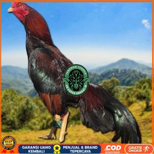 

telur tetas ayam shamo vertil valid UD_SUPER_UNGGUL_ID