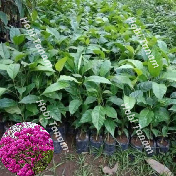 murah bibit tabebuya pink bibit bunga tabebuya pink bunga sakura pink bibit sakura pink tanaman tabe