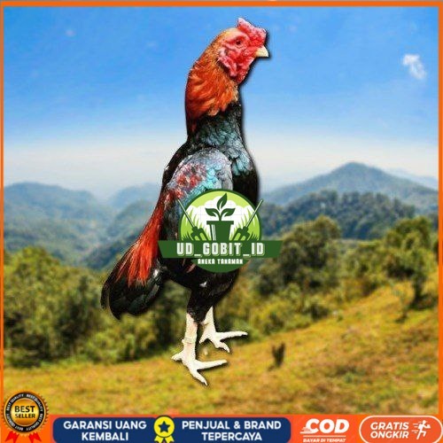 

telur tetas ayam shamo eropa UD_GOBIT_ID