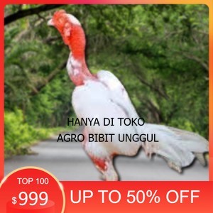 

5 BIJI TELUR RAJA SAIGON PROMOO KERAS.MURAHH agro.bibit.unggul