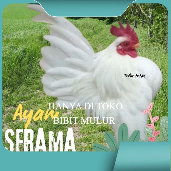 

telur ayam Serama kontes asli bisa untuk di tetaskan original berkualitas