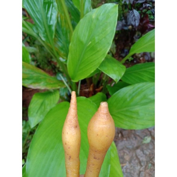 

cod BIBIT TEMU KUNCI 1 BATANG BERDAUN DAN BERAKAR SEHAT