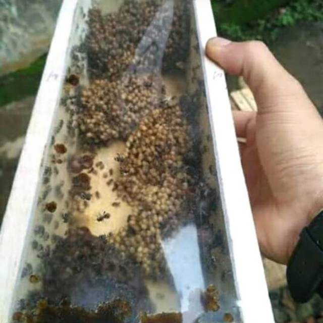 Gelaskosong11 BIBIT TRIGONA / TEWEL/KOLONI