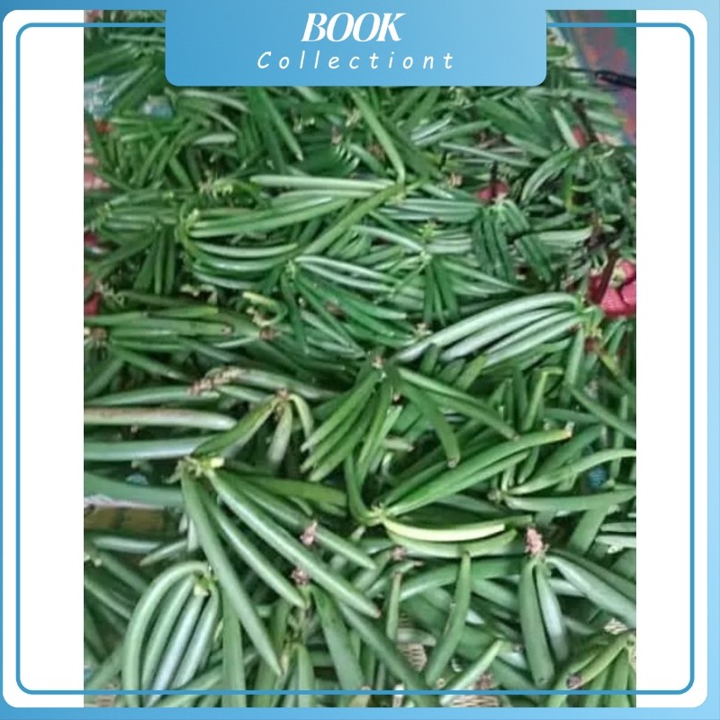 

Buah vanili segar500 gram