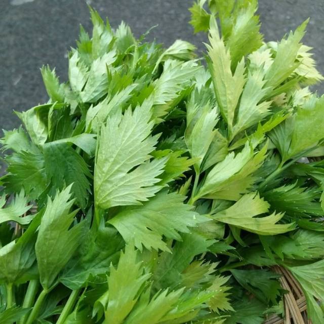 300 Biji - Benih Seledri BAMBY