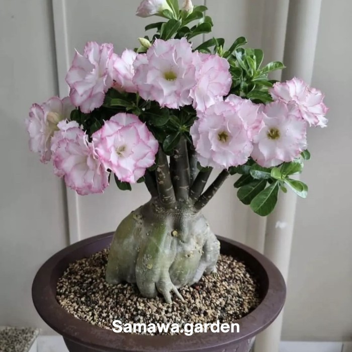 Tanaman hias adenium kamboja jepang sexy pinkk