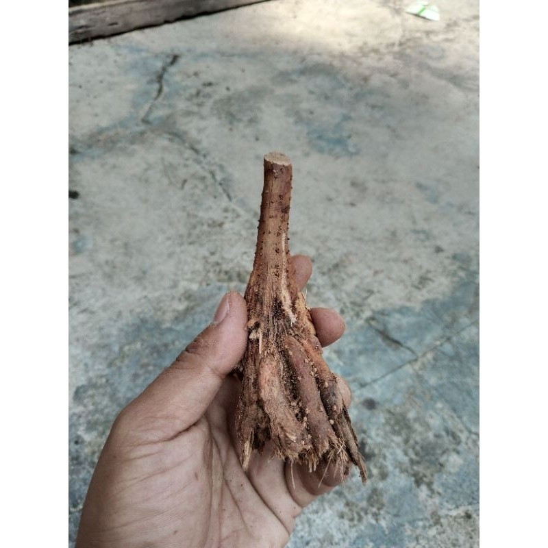 

Akar pinang kering 100gr