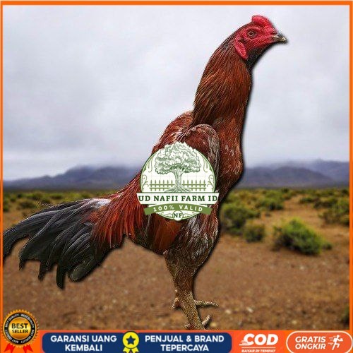 

PAMA NINJA TELUR FRESH PROMO FERTIL berkualitas unggul UD NAFII FARM ID