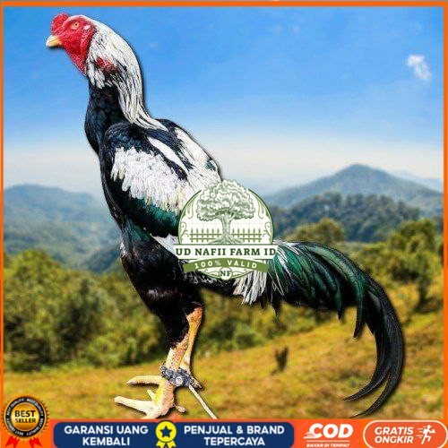 

telur ayam shamo tarung super garansi UD NAFII FARM ID