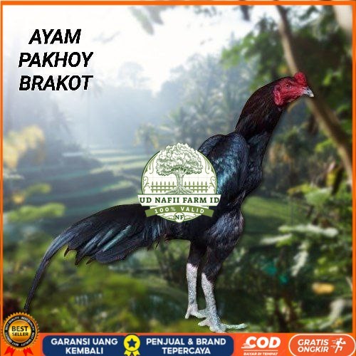 

Telur Ayam Pakhoy Full Brakot Vertil Siap Di Tetaskan Jaminan Super Oiginal Bergaransi UD NAFII FARM ID