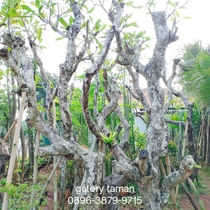 pohon kamboja fosil bunga kuning//tanaman fosil kamboja