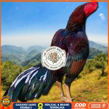 

telur ayam shamo eropa Ori petarung bisa untuk di tetaskan UD GHANIYY BIBIT ID