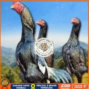 

telur tetas ayam shamo bangkok ori super garansi UD GHANIYY BIBIT ID