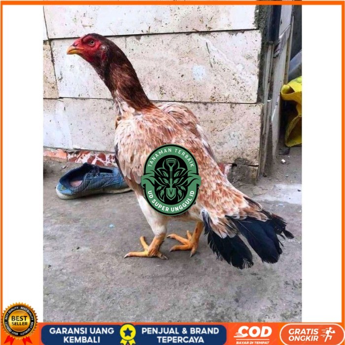 telur ayam aseel madras original berkualitas UD_SUPER_UNGGUL_ID