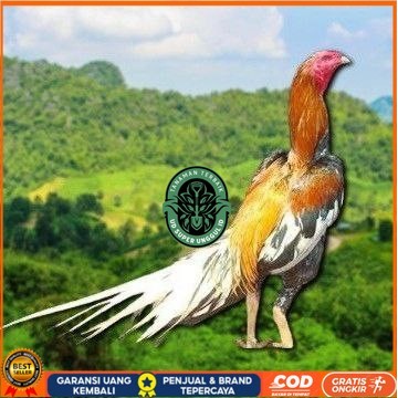 

EKOR LIDI PUTIH TELUR FERTIL UD_SUPER_UNGGUL_ID