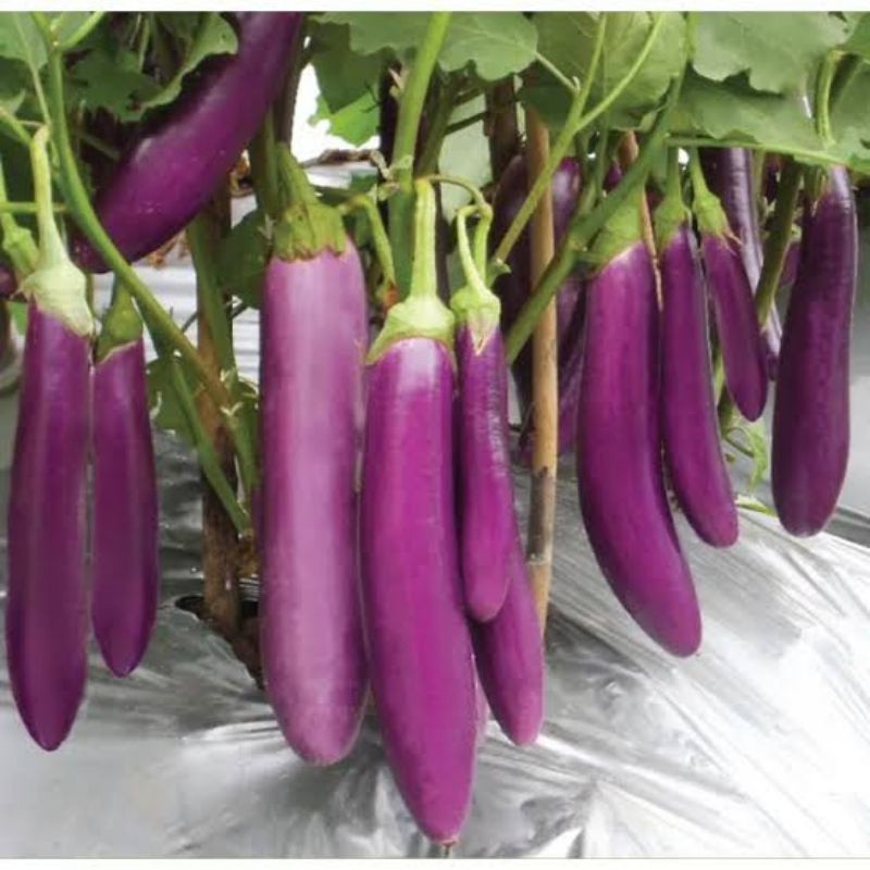

Sayur terong super segar 100gr