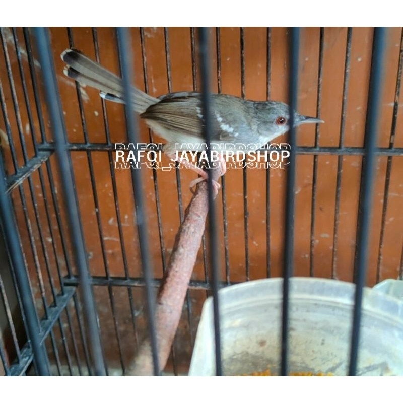 BURUNG CIBLEK SEMI KRISTAL BETINA BUAT CAS/TERNAK
