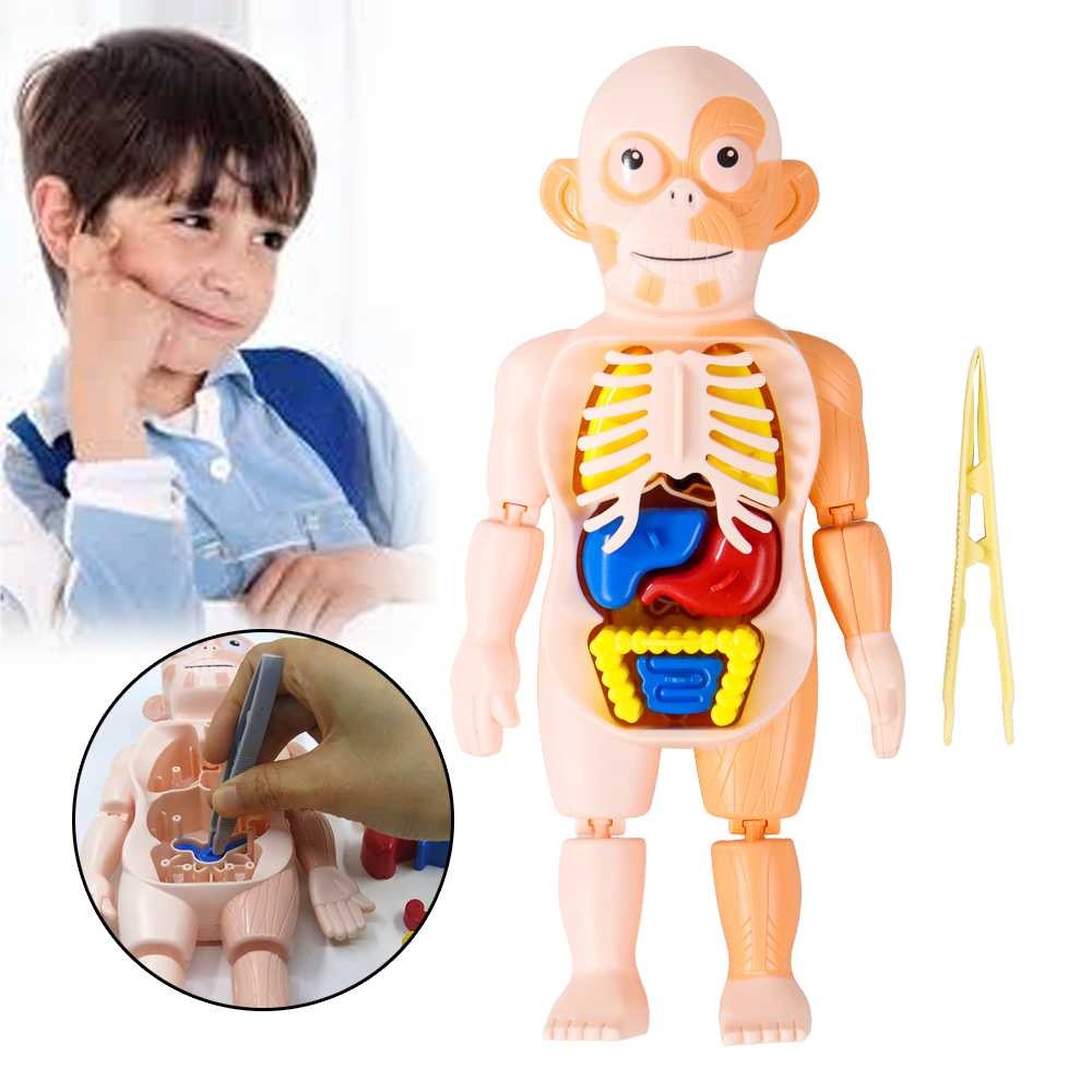 

Harga Paling Terjangkau Yokibo Mainan Anak Montessori Body Anatomy Children Toy - DD232 Barang Terbaik
