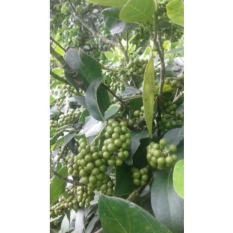 Cod Bibit stek batang Rinu/lada jawa, mudah tumbuh .