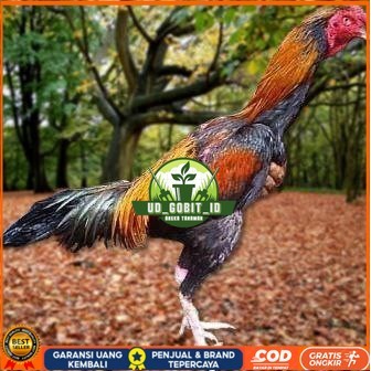 

Telur Ayam Pakhoy Jumbo Vertil Siap Di Tetaskan Jaminan Super Oiginal Bergaransi vertil UD_GOBIT_ID