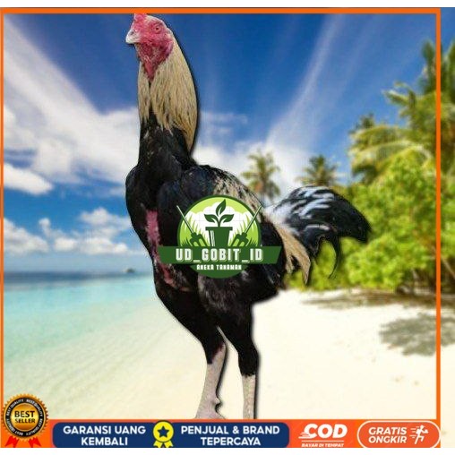 

Ayam Bangkok CLASIK ori Blurang Telur fertil (TERLARIS) UD_GOBIT_ID