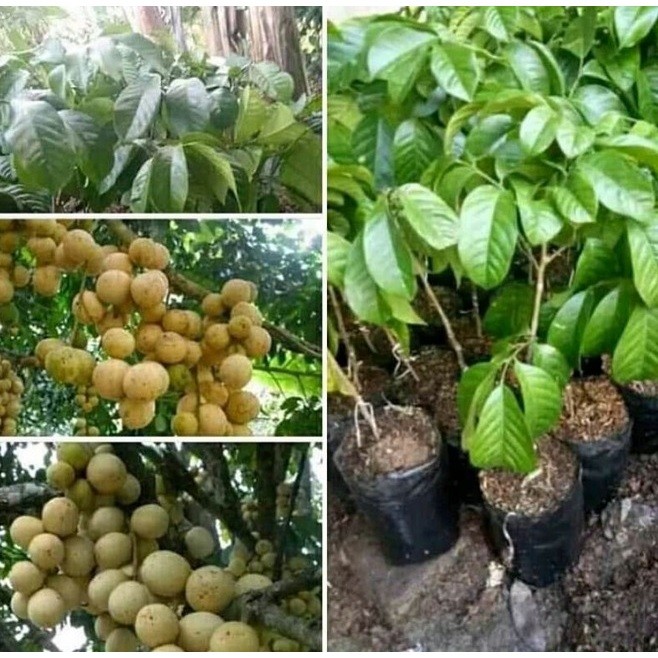

Bibit Duku Cepat Berbuah Tinggi 1 Meter