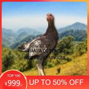 

Shamo Eropa Kelabu .Terlaris (telur fertil) agro.bibit.unggul