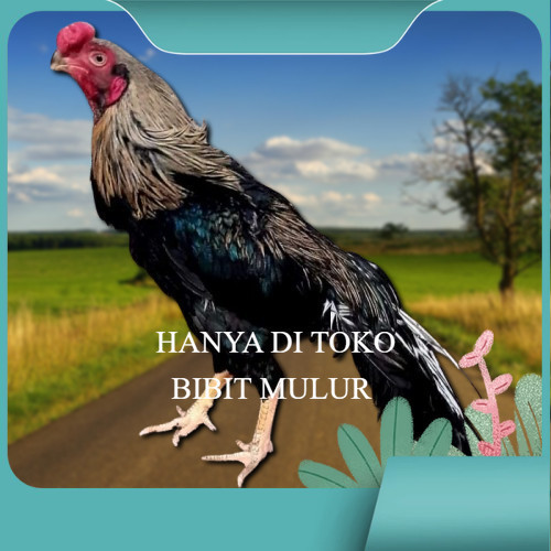 

telur ayam hias assel parrot untuk di tetaskan