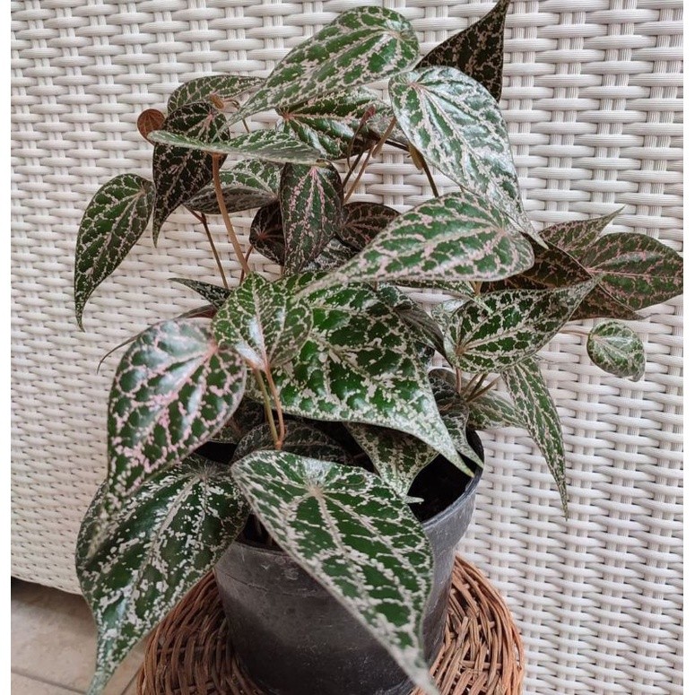 Tanaman hias sirih merah / sirih merah asli siap tanam ( obat herbal)