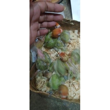 lovebird biola anakan lolohan ( satuan )