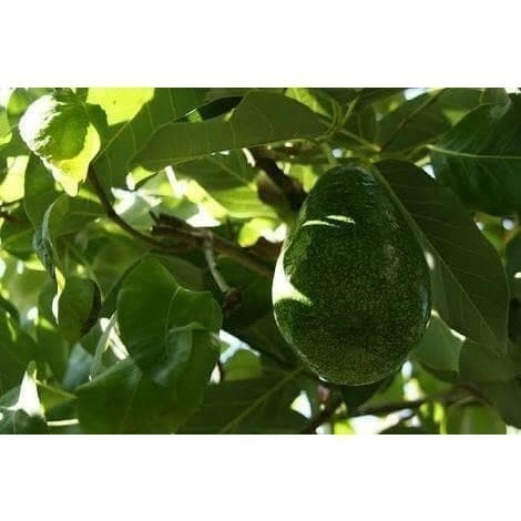 

Daun alpukat segar 250 gram fresh kualitas premium