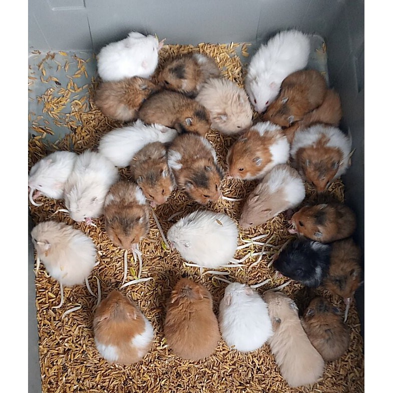 Hamster Syirian jinak total