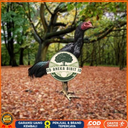 

Telur Ayam Pakhoy Jumbo Vertil Siap Di Tetaskan Jaminan Super Oiginal Bergaransi valid UD ANEKA BIBIT ID