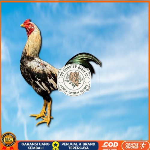 

ayam pama IQ telur fertill 100% terlaris UD GHANIYY BIBIT ID